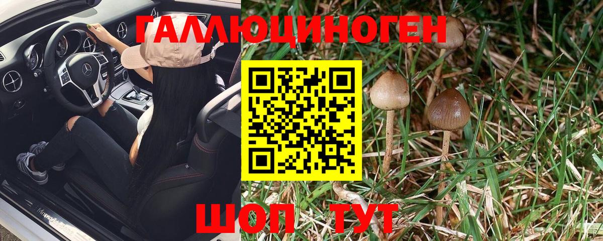Галлюциногенные грибы Psilocybe Ухта
